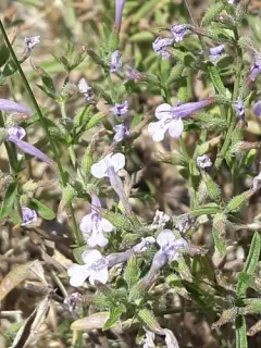 Drummond's false pennyroyal thumbnail 4