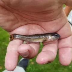 Bluntnose Minnow thumbnail 3