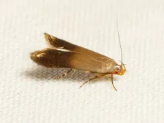 Anacampsis nonstrigella thumbnail 3