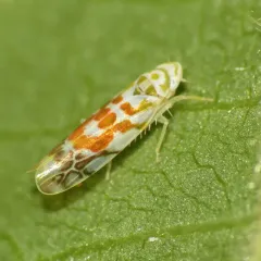 orange-spotted leafhopper thumbnail 3