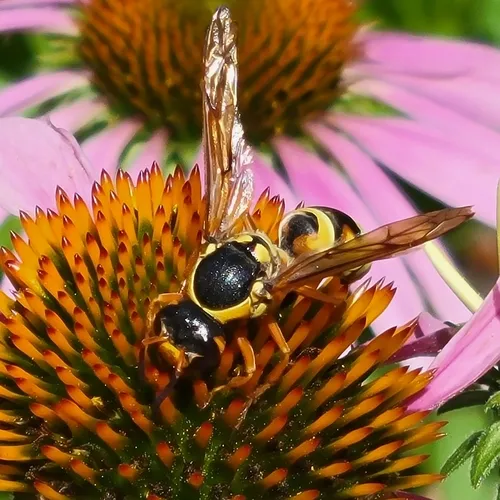 Pterocheilus quinquefasciatus