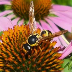Pterocheilus quinquefasciatus thumbnail 1