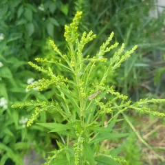 tall goldenrod thumbnail 3
