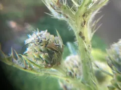 Long-styled Thistle thumbnail 3