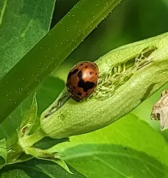 24-spot Ladybird thumbnail 2