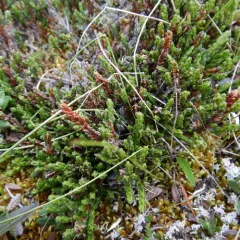 Arctic bell-heather thumbnail 3