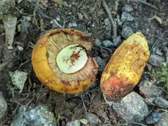 Orange Bile Mushroom thumbnail 3