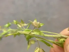 Veronica argute-serrata thumbnail 4