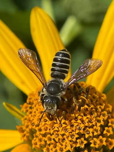 Megachile inimica