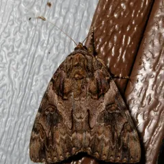 Penitent Underwing thumbnail 4