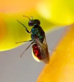 Omalus biaccinctus thumbnail 2