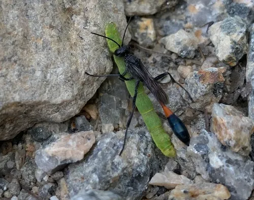 Ammophila evansi
