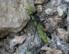 Ammophila evansi thumbnail 1