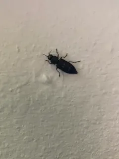 Charcoal Beetle thumbnail 2