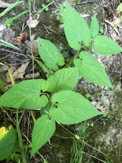 Virginia snakeroot thumbnail 2