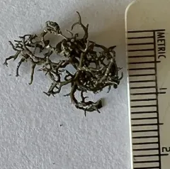 Desert Vagabond Lichen thumbnail 1