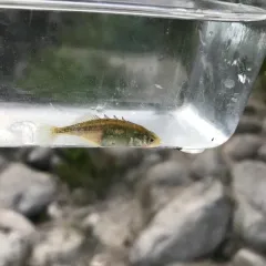 Brook Stickleback thumbnail 3
