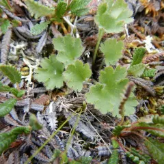 Alaska Kittentail thumbnail 3
