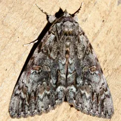 Oldwife Underwing thumbnail 3