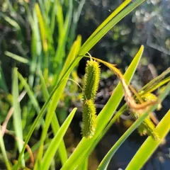 Cyperus Sedge thumbnail 2