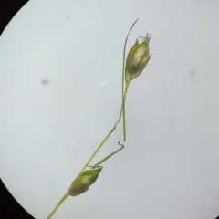 Billings' sedge thumbnail 2