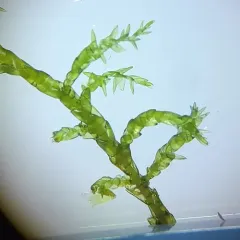 Pointed Spear-moss thumbnail 2