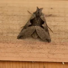Large Looper Moth thumbnail 2