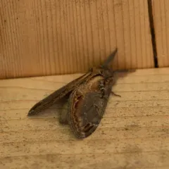 Finned-willow Prominent thumbnail 3