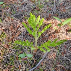 leathery grapefern thumbnail 3