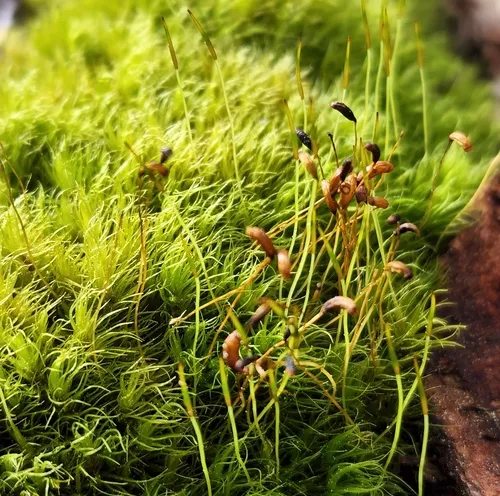 Dusky Fork-moss
