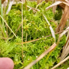 Fringed Bogmoss thumbnail 2