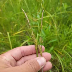 woolly-fruited sedge thumbnail 3