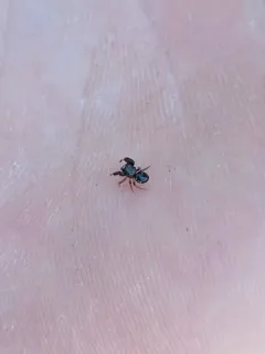 Sibianor aemulus thumbnail 2
