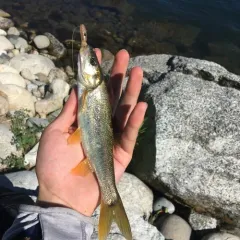 Northern Pikeminnow thumbnail 3