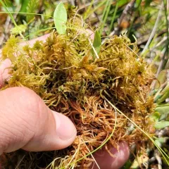 Sphagnum subfulvum thumbnail 4