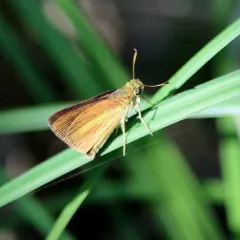 Dukes' Skipper thumbnail 2