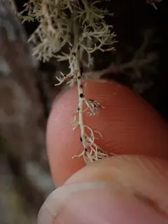 Opegrapha sphaerophoricola thumbnail 4