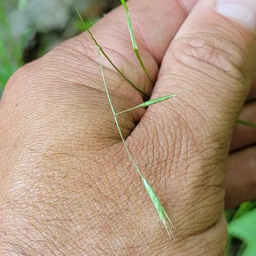 Flattened Oatgrass