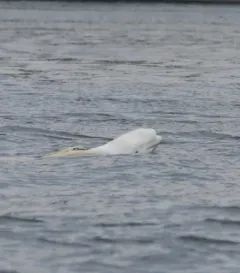 Beluga thumbnail 3
