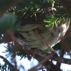 Bicknell's Thrush thumbnail 3