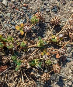 Clustered clover thumbnail 1