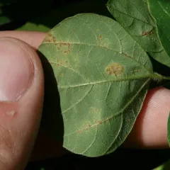 hog-peanut false rust thumbnail 3