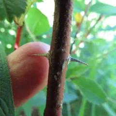 swamp rose thumbnail 3