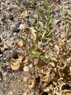 Geyer's milkvetch thumbnail 3