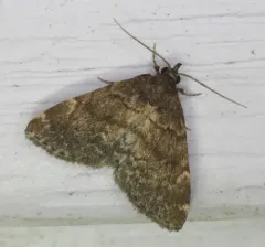 Forbes' Idia Moth thumbnail 4