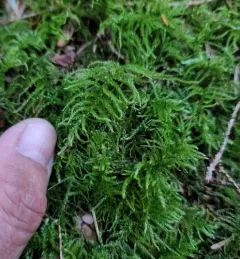 Common Feather-moss thumbnail 2
