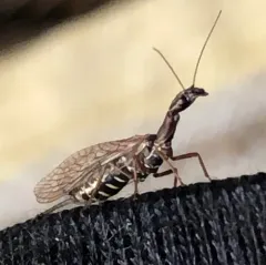 Agulla bicolor thumbnail 4