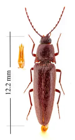 Melanotus sagittarius thumbnail 1