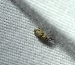 Cloudy Curculio thumbnail 2