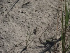 Spotted Wing Grasshopper thumbnail 3